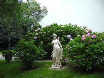 Les Hortensias
