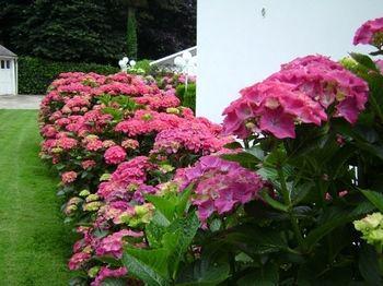 Les Hortensias Frühstückspension Pont-Croix